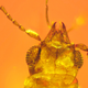 The mid-Cretaceous beetle Cretoparacucujus cycadophilus. It likely used its mandibles for pollination.